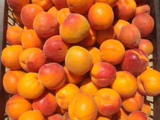 Hello! We offer home-grown apricots from our own orchard,