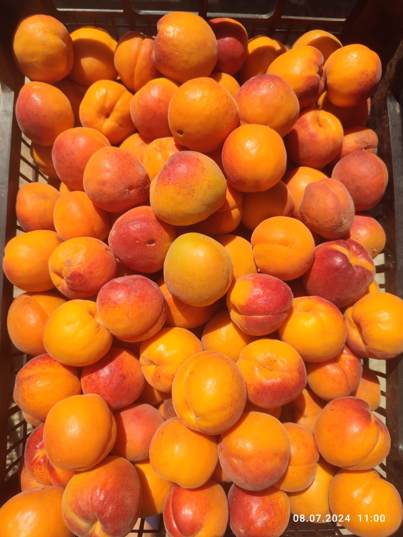 Hello! We offer home-grown apricots from our own orchard, located in the village of Paisievo, Silistra region