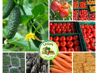 RGI DAR FRESH SRL is a Romanian company established