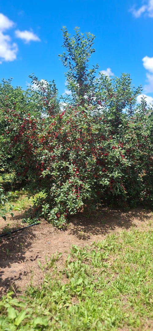 First class cloud cherry