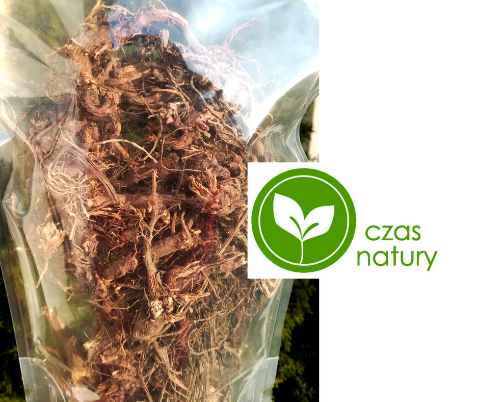 Purple coneflower Srzedam dried purple coneflower root (echinacea) Own plantation in Kuyavian-Pomeranian Voivodeship I invite you to buy contact or
