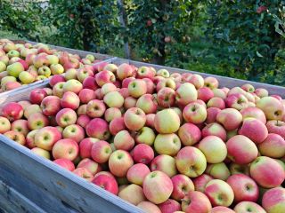 I have approximately 35 tons of Champion apples for