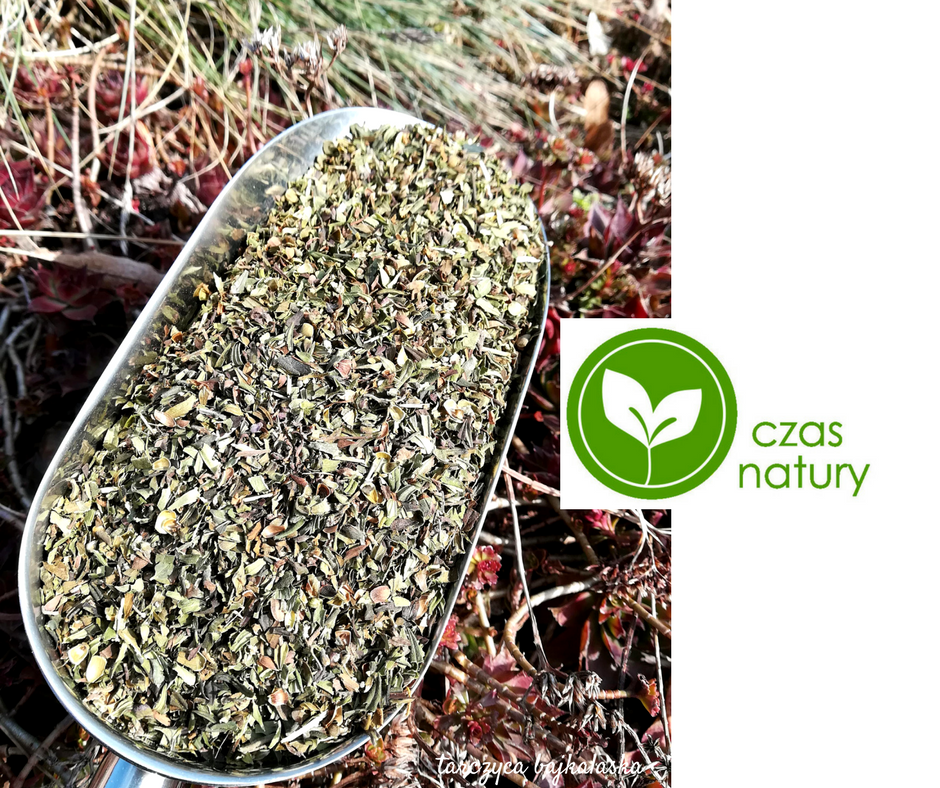 Scutellaria baicalensis thalamus leaf 100% leaf Sell dried thyroid leaf for curing plant Own plantation in Kujawy I invite you to contact or