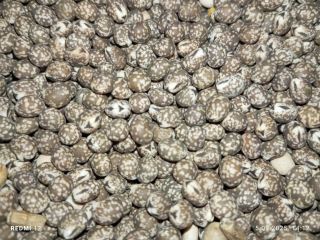 Bitter lupine for sale. Narrow-leafed 2025 with organic certification.