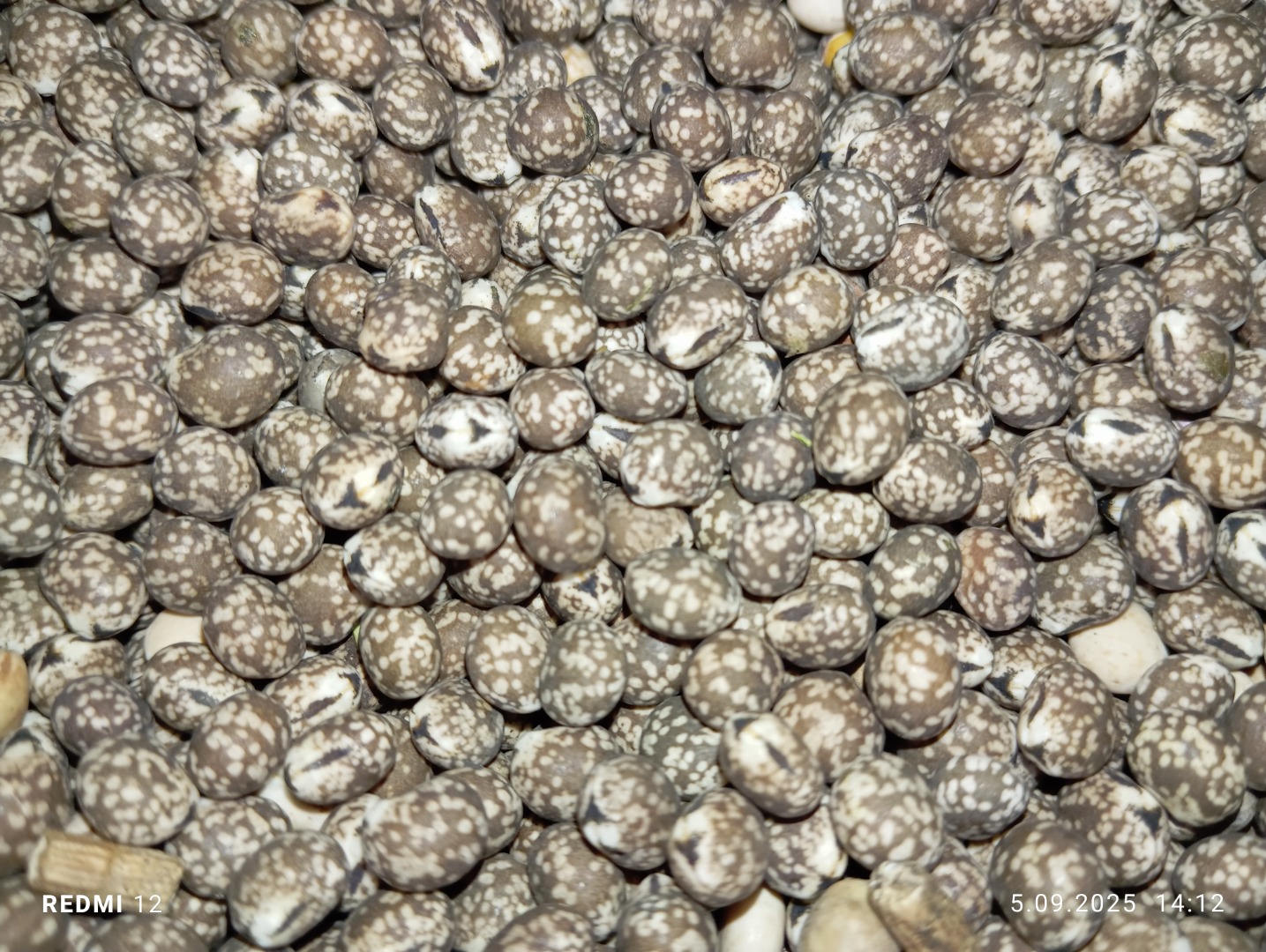 Bitter lupine for sale