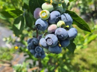 I sell blueberries, any quantity. They are sold in