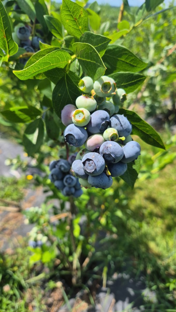 I sell blueberries, any quantity