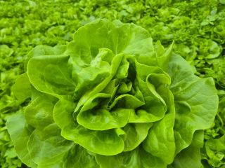Butterhead Lettuce. Hello, I have large quantities of greenhouse-grown