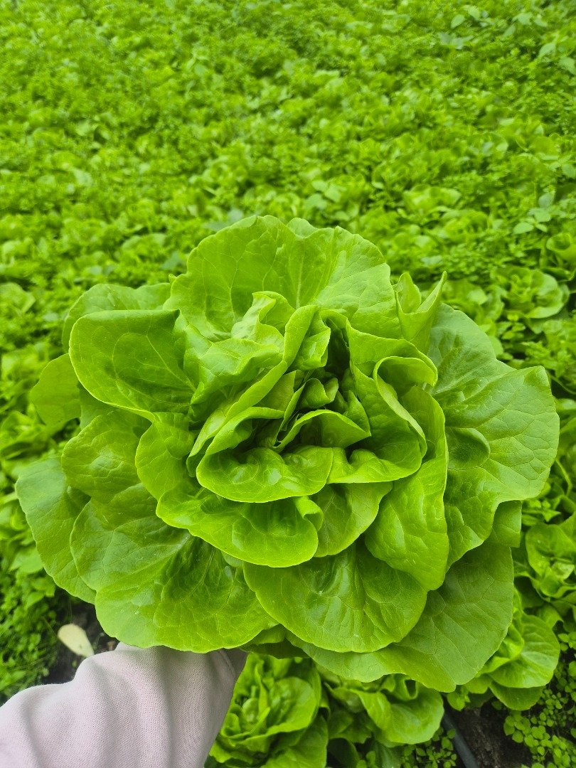 Butterhead Lettuce