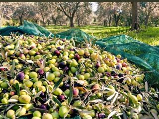 Organic Olive Oil from Albania High-quality organic olive oil
