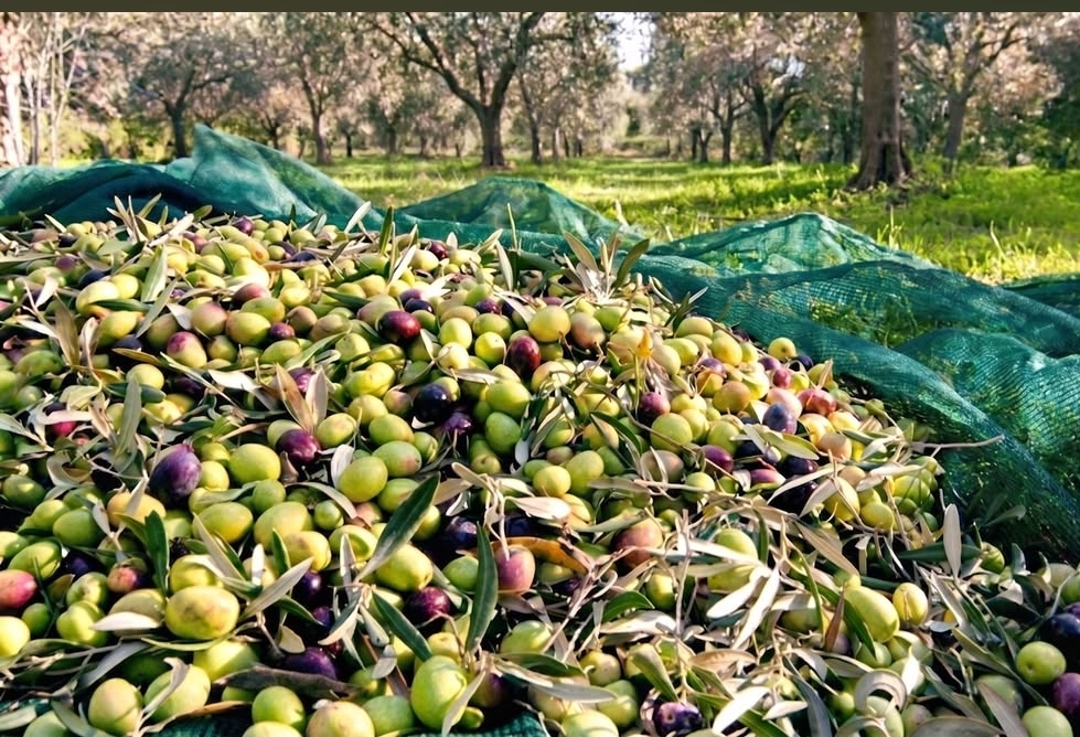 Organic Olive Oil from Albania High-quality organic olive oil produced from carefully selected olives grown in the unspoiled regions of Albania