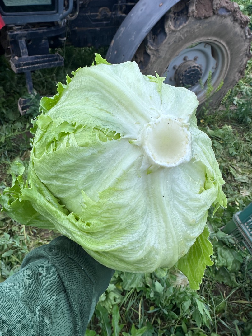 Large heads