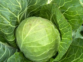 I will sell young cabbage in pallet quantities, large