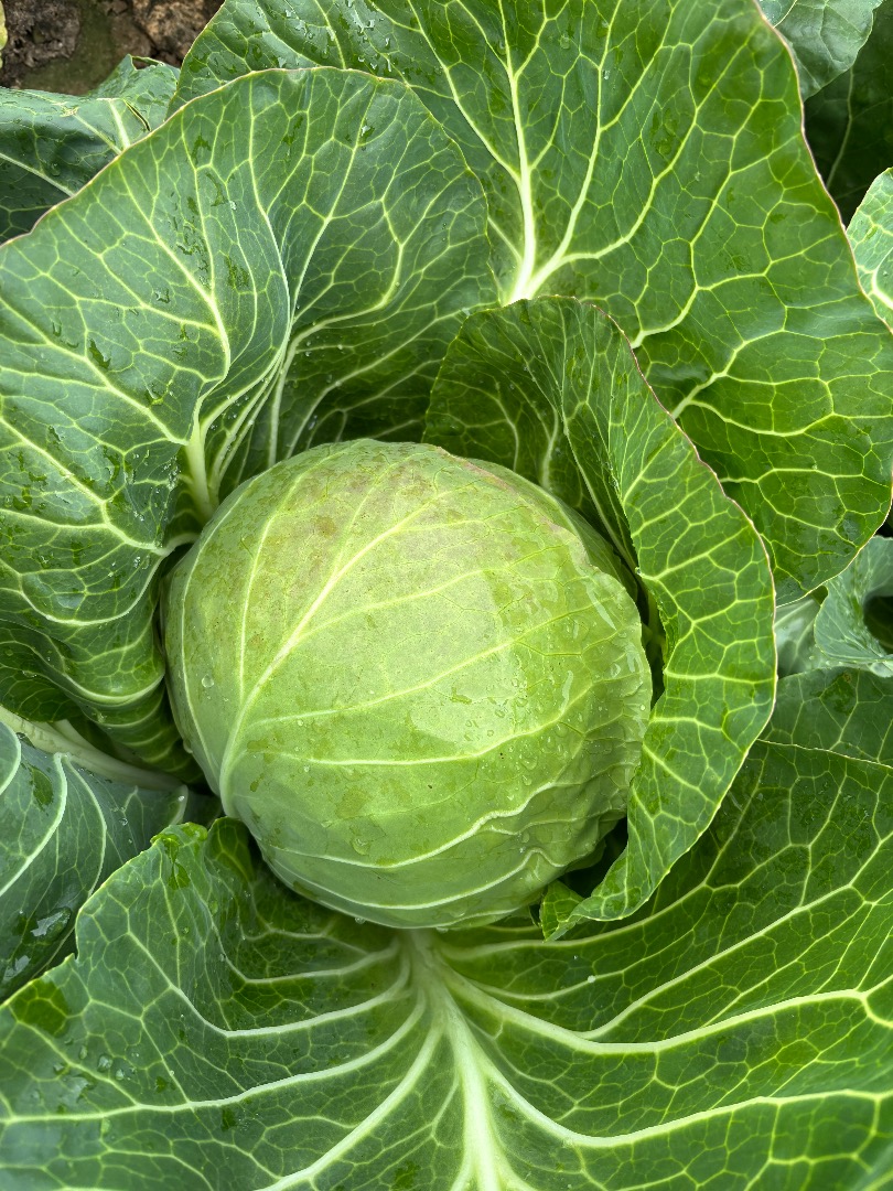 I will sell young cabbage in pallet quantities, large and clean cabbage