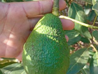 Hass avocados, caliber 14–20 mm, €1.89/kg CIF Hamburg. Primary