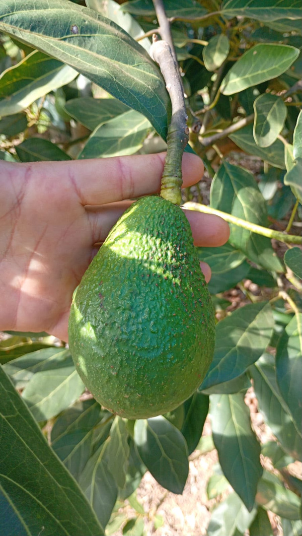 Hass avocados, caliber 14–20 mm, €1.89/kg CIF Hamburg