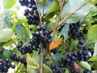 Vand aronia bio, cu certificat ecologic