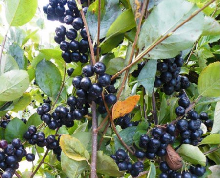 Vand aronia bio, cu certificat ecologic