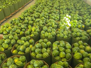 I will sell watermelons. Weight 5-8 kg. I have