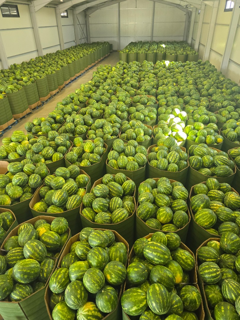 I will sell watermelons