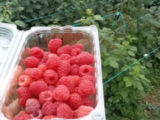 I sell raspberries in large quantities.