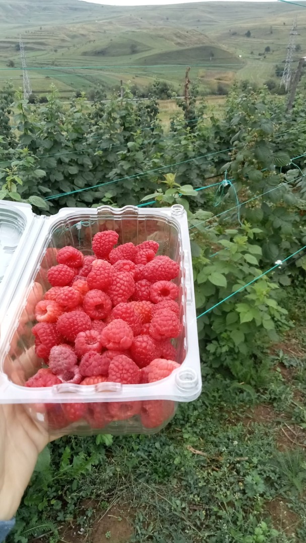 I sell raspberries in large quantities