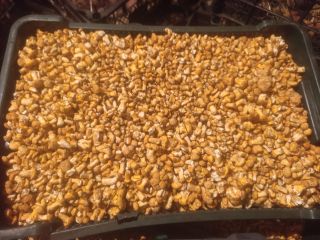 Fresh chanterelle for sale, price negotiable.