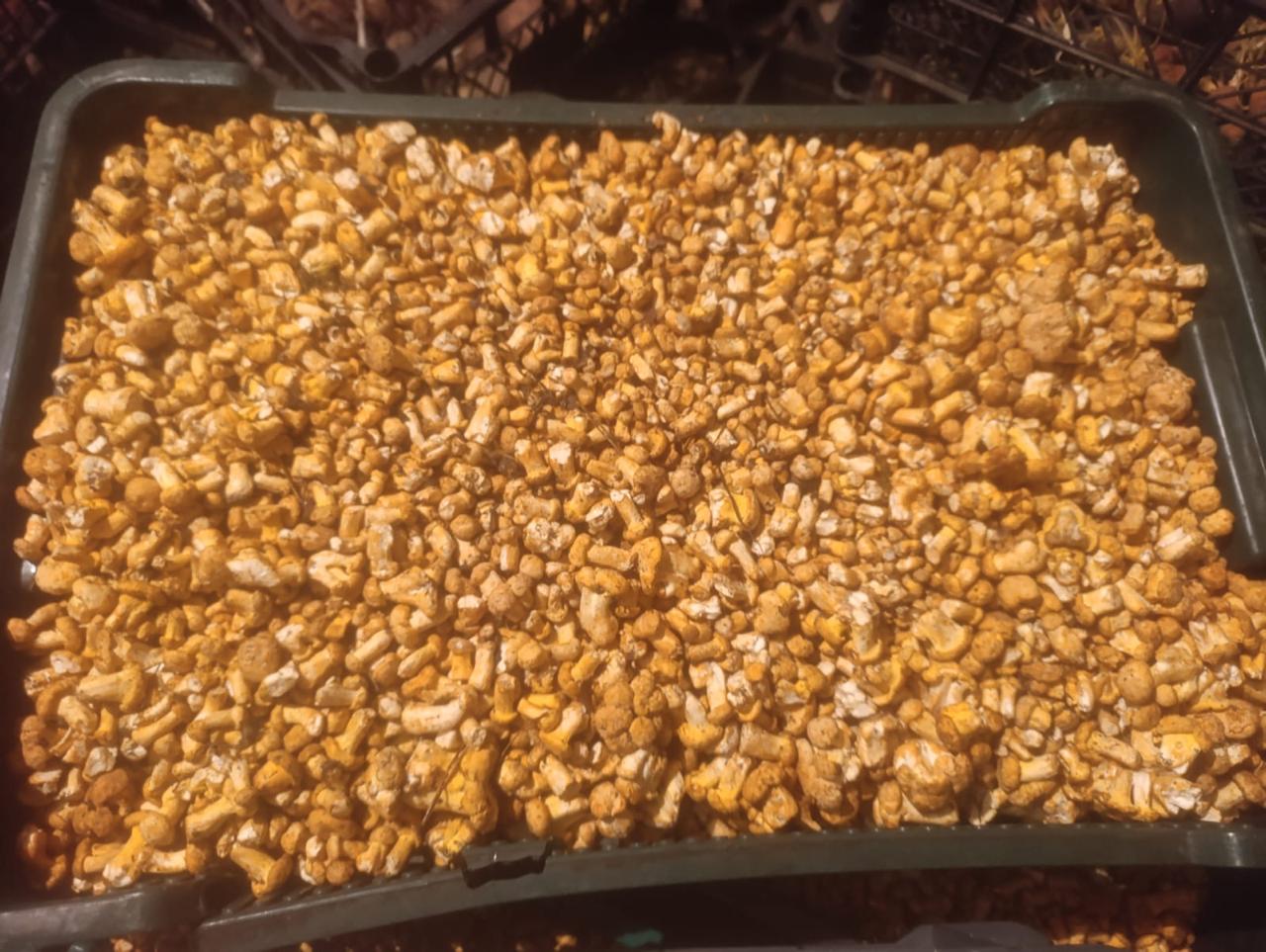 Fresh chanterelle for sale, price negotiable