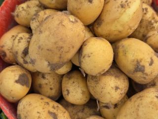 I will sell Colombo and Riviera potatoes, dug to