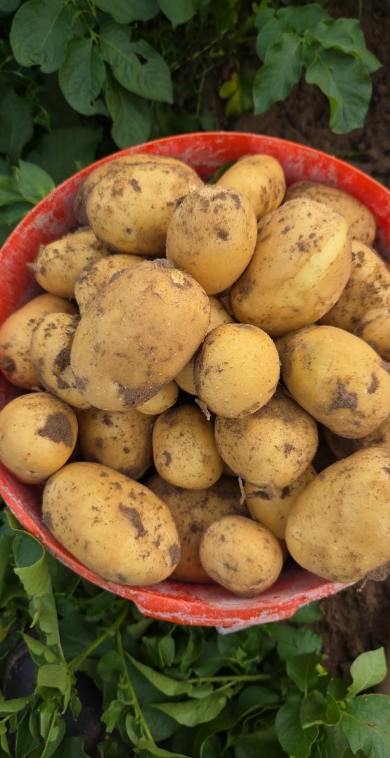 I will sell Colombo and Riviera potatoes, dug to order
