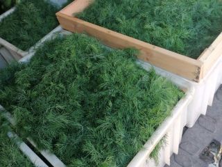 Fresh, will be picked to order.