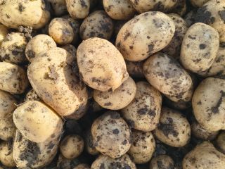 Producer sells white and red potatoes, we offer quality