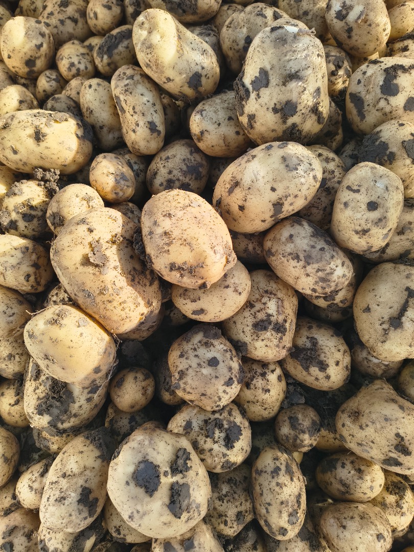 Producer sells white and red potatoes, we offer quality and quantity