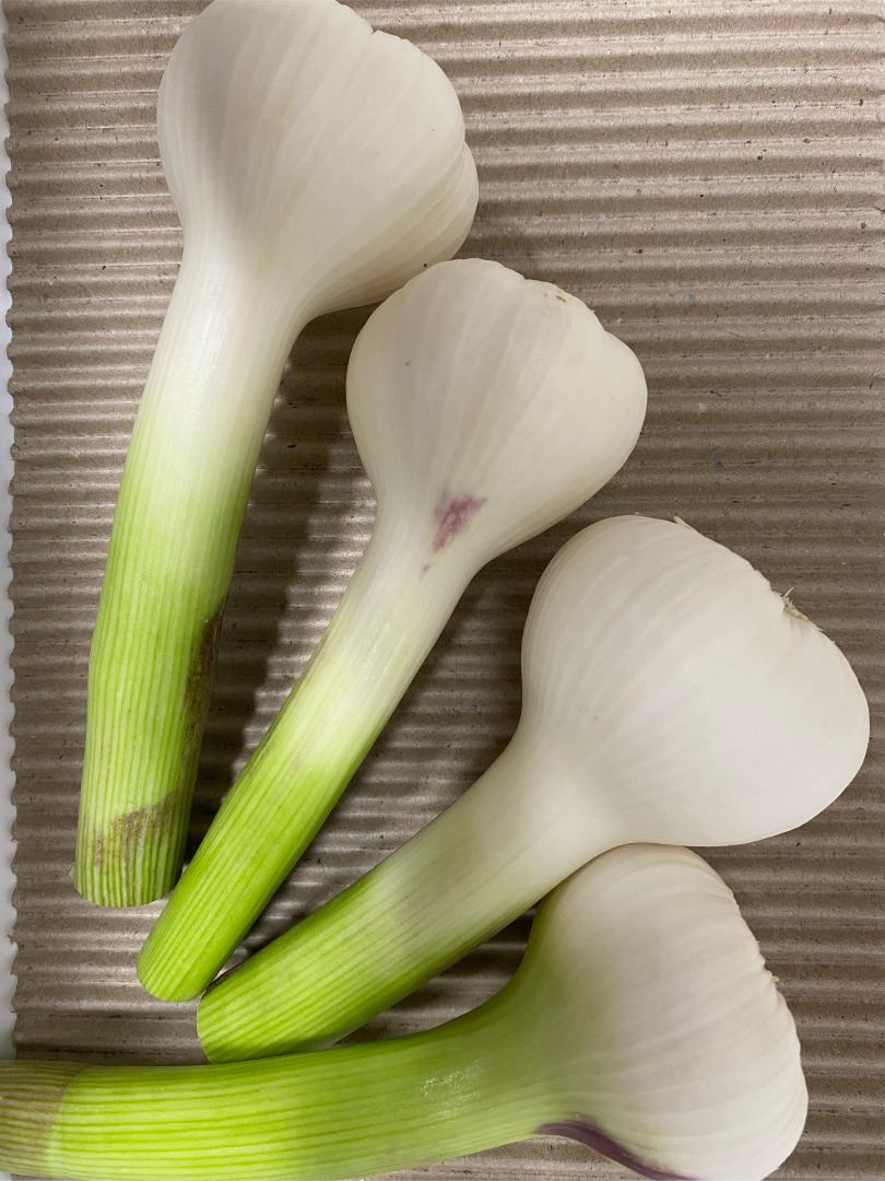 Freshly harvested, potency 50-70, with stem, cleaned, ready to cook, in 3kg IFCO (or by arrangement) 90-140g/tuber