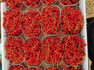 Hand-picked red currants for sale