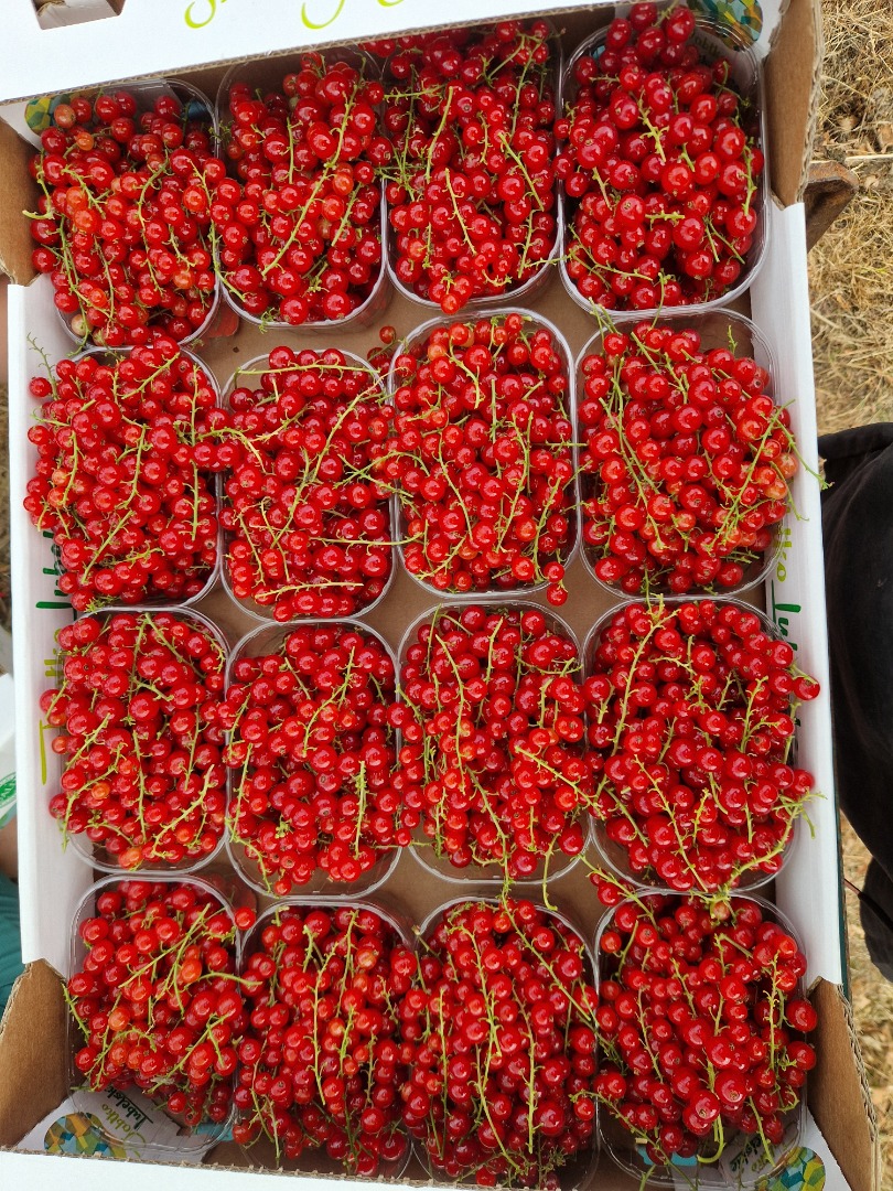 Hand-picked red currants for sale