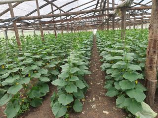 I sell new crop cucumbers, fresh and ripe.