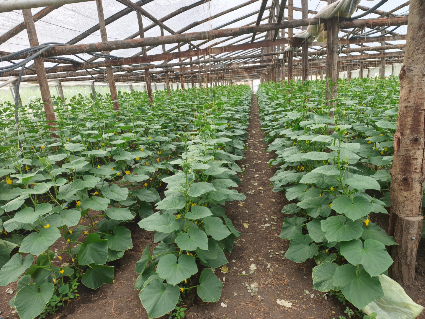 I sell new crop cucumbers, fresh and ripe