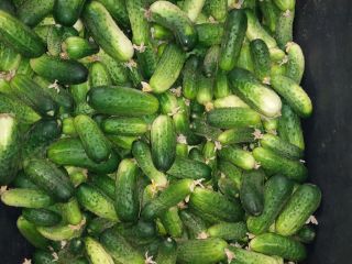 I'm selling Polish field cucumbers from my own farm.