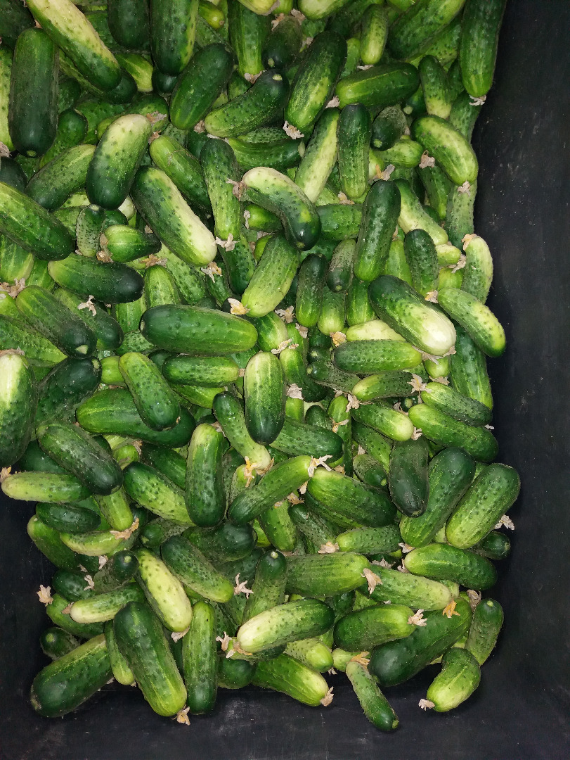 I'm selling Polish field cucumbers from my own farm