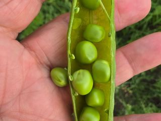 I SELL FRESH GARDEN PEAS — 5 HA, HARVEST