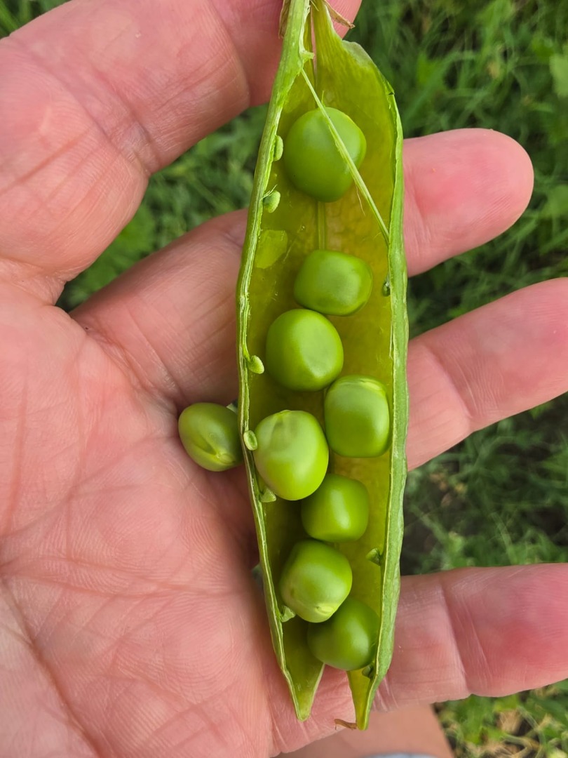I SELL FRESH GARDEN PEAS — 5 HA, HARVEST NOW Farmer from Chiajna, Ilfov County, selling fresh garden peas from his own production