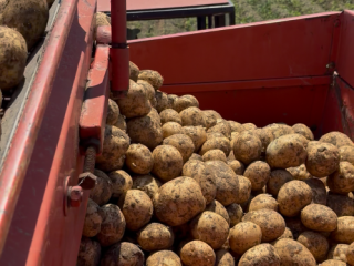 Potatoes for sale, directly from the producer! For more