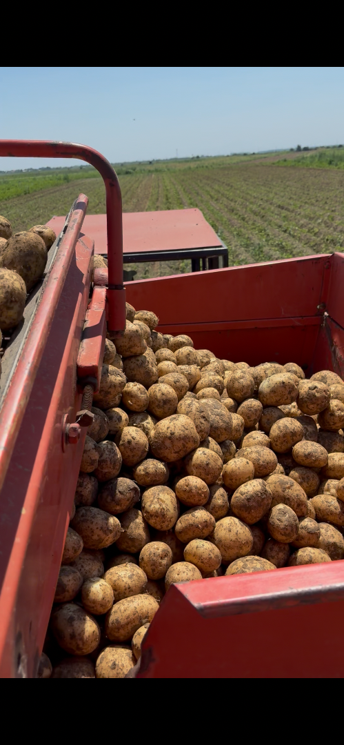 Potatoes for sale, directly from the producer! For more details and orders please contact me!