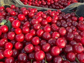 Fresh sour cherries for industrial processing are now available.