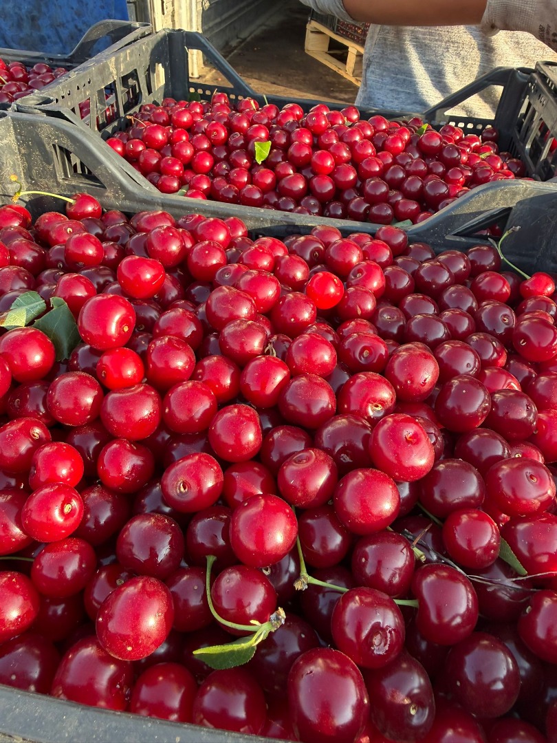 Fresh sour cherries for industrial processing are now available