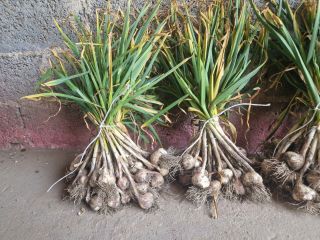 Hello. I have garlic for sale in calibers 4.5,