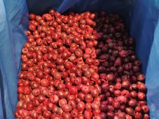 IQF Sour Cherries (Pitted) ✅ IQF Frozen ✅ Pitted