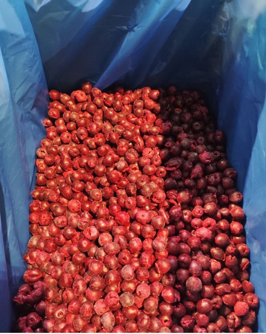 IQF Sour Cherries (Pitted) ✅ IQF Frozen ✅ Pitted Packing: 10 kg carton boxes Export from Uzbekistan ✔ Export quality ✔ Competitive prices "FREEZE DRIED FRUITS"