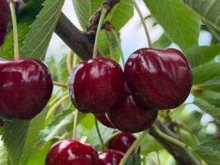 I sell high-quality cherry fruit, with very good taste.